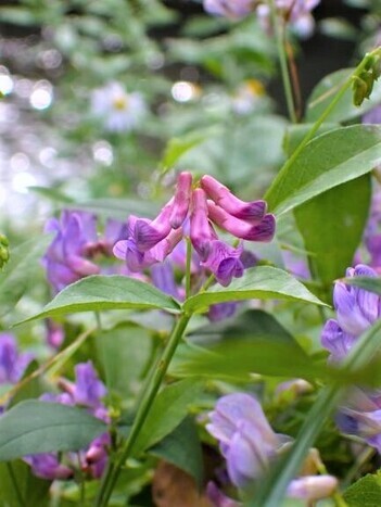 写真：ナンテンハギ