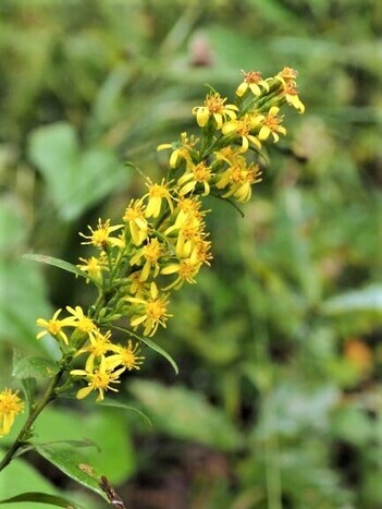 写真：アキノキリンソウ