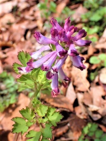 写真：ムラサキケマン