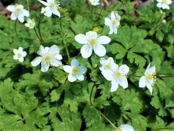 写真：ニリンソウ