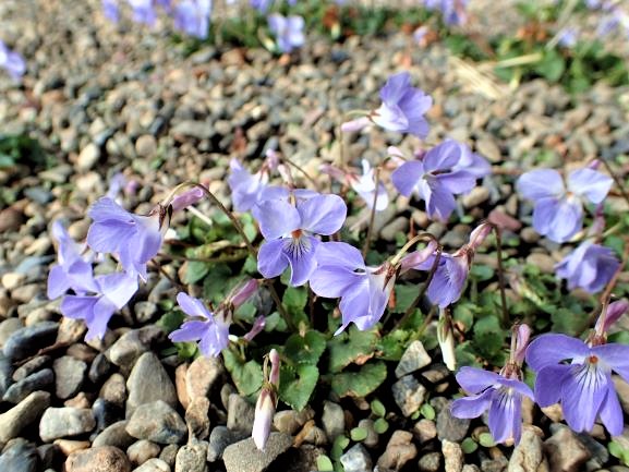 写真：タチツボスミレ