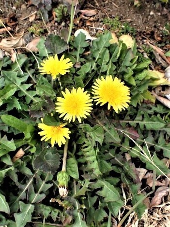 写真：カントウタンポポ