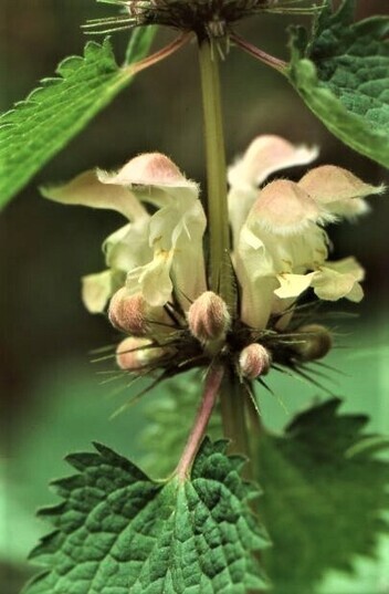 写真：オドリコソウ