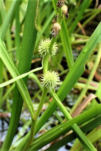 写真：ナガエミクリ