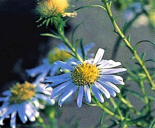 写真：カワラノギク1