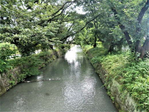 写真：玉川上水