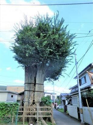 写真：八幡神社大欅