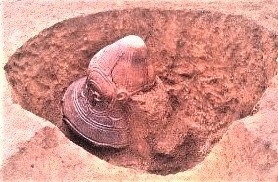 写真：向郷遺跡の出土物