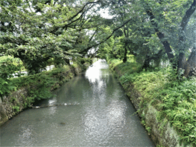 写真：玉川上水