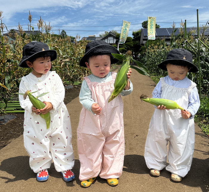 写真：とうもろこし狩りの写真
