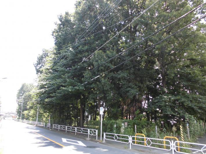 写真：江の島公園