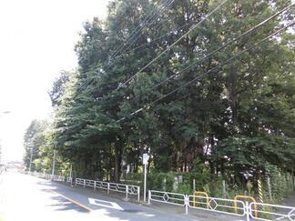写真：江の島公園樹林地の様子