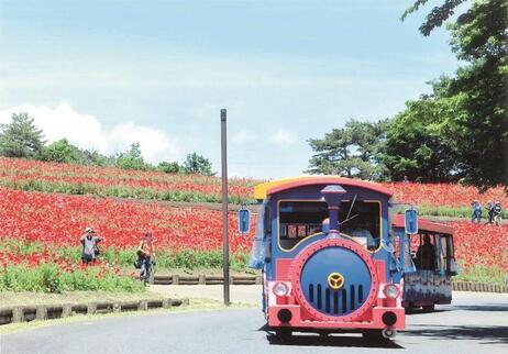 写真：ポピーの花畑前を走るパークレイン