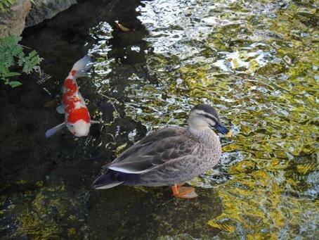 写真：根川で泳ぐ鯉と近くで休む鴨