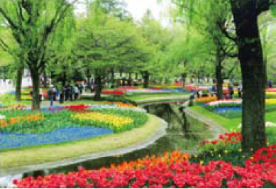 写真：満開のチューリップと新緑の景色