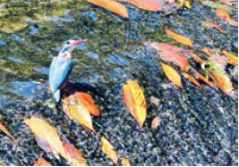 写真：カワセミ