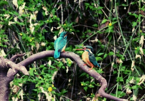 写真：カワセミが2羽並んでいる様子