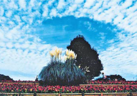 写真：昭和記念公園もみじ橋近くの丘