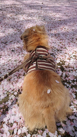 写真：桜の花びらがいっぱいの地面に座る犬
