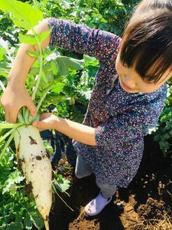 写真：大根を収穫する女の子