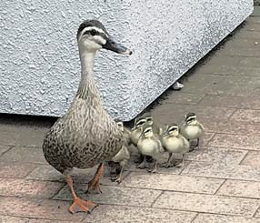 写真：カルガモの親子