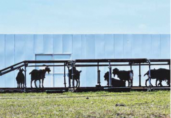 写真：日陰で休む山羊の様子