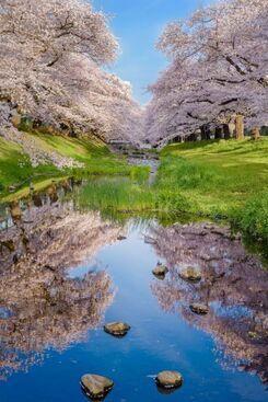 写真：満開の桜