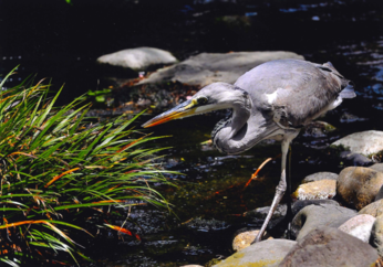 写真：水辺のアオサギ