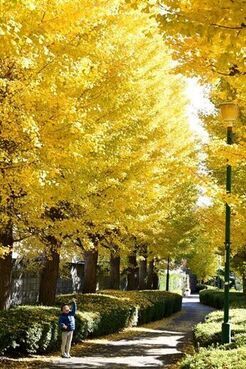 写真：銀杏の木と男の子