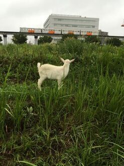 写真：多摩都市モノレールとヤギ