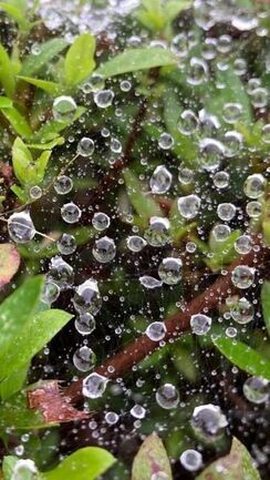 写真：蜘蛛の巣についた水滴