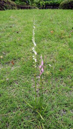 写真：ピンクと白のネジバナ