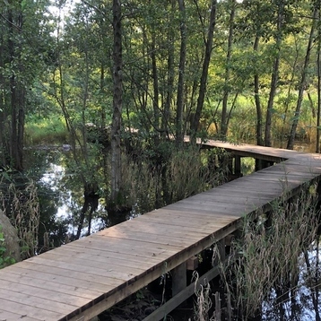 写真：矢川緑地と木道