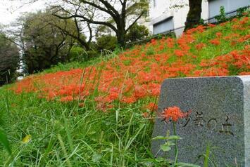 写真：曼殊沙華と石碑の写真