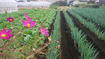 写真：畑とコスモス