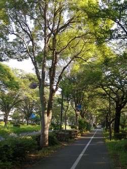 写真：中央南北線街路樹