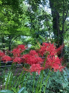 写真：玉川上水に咲くヒガンバナ