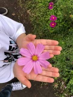 写真：国営昭和記念公園の花