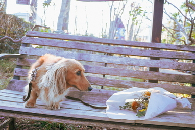 写真：鈴木農園内の花束と犬