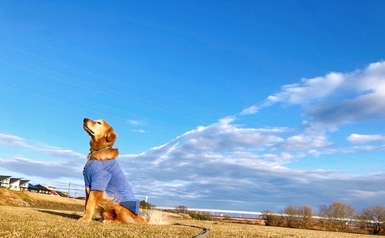 写真：雲の羽根が生えたように見える犬