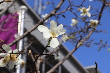 写真：こぶしの花