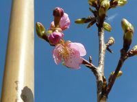 写真：カワヅザクラ