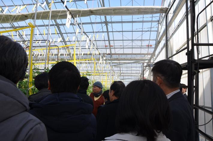 写真：ミニトマトハウス栽培