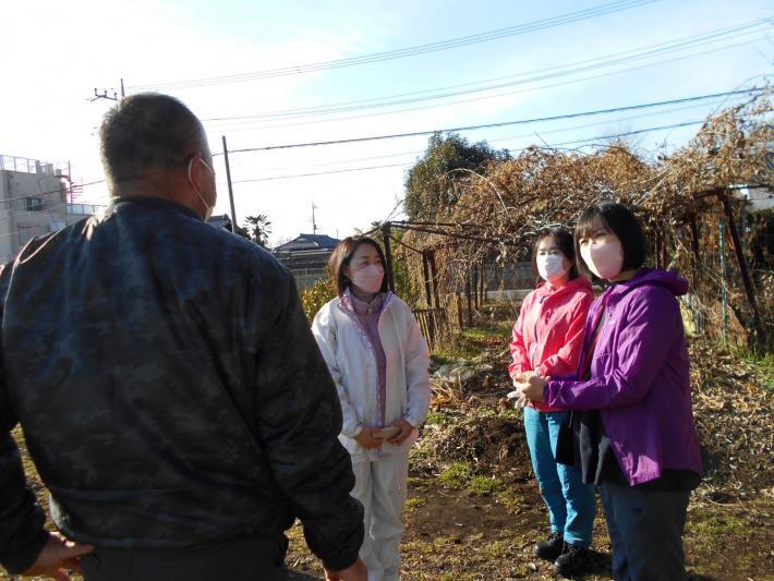 写真：うど栽培農家1