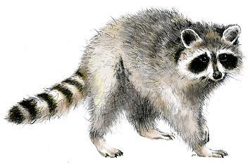 イラスト：アライグマ