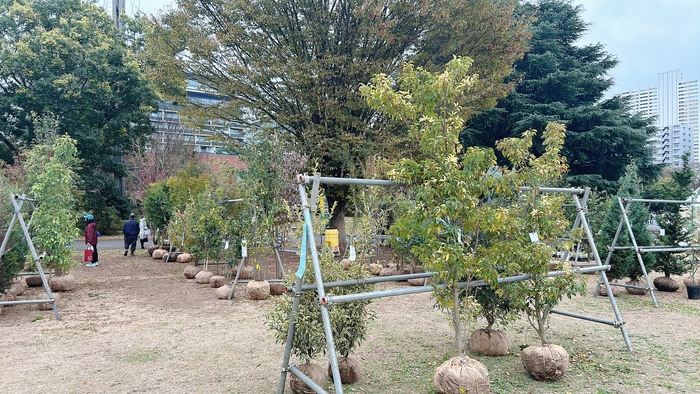 写真：植木の部の出品物