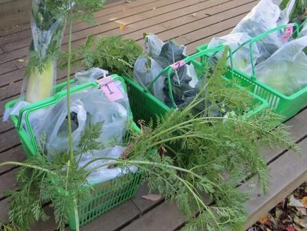 写真：収穫した野菜