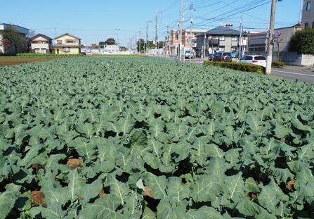 写真：第5回農フォトコン特別賞「たちかわに生きる」