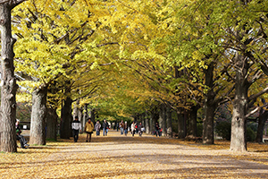 写真：国営昭和記念公園
