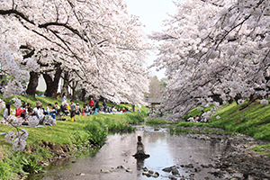 写真：根川緑道の桜